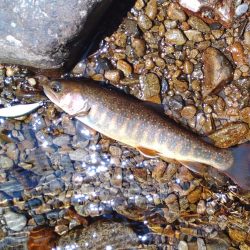 フライ名人といつもの谷へ ～長良川水系～